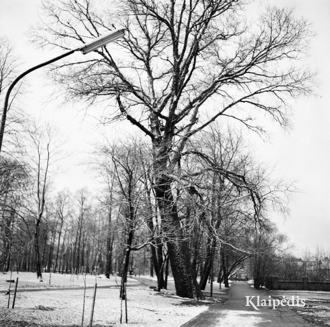 pavadinimas: Miesto parkas (buv. senosios kapinės), raktai:  